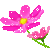 Flower63