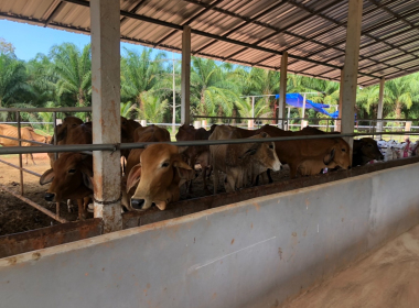 ติดตามผลการดำเนินธุรกิจของสหกรณ์การเกษตรสร้างชาติตรัง จำกัด พารามิเตอร์รูปภาพ 2