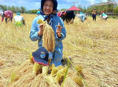 กิจกรรมวันเก็บข้าวประจำปีของสหกรณ์การเกษตรนาโยง จำกัด พารามิเตอร์รูปภาพ 9