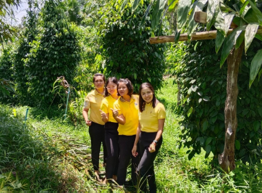 ลงพื้นที่ตรวจสอบและสนับสนุนการผลิตพริกไทยพันธุ์ปะเหลียน ... พารามิเตอร์รูปภาพ 1