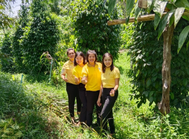 ลงพื้นที่ตรวจสอบและสนับสนุนการผลิตพริกไทยพันธุ์ปะเหลียน ... พารามิเตอร์รูปภาพ 10