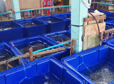 โครงการขับเคลื่อนการเกษตรระดับหมู่บ้านสู่การผลิตสินค้าเกษตรมูลค่าสูงของอำเภอสิเกา ... พารามิเตอร์รูปภาพ 6
