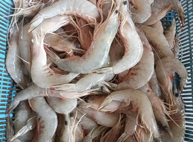 ลงพื้นที่ป่าชายเลนชุมชนบ้านโต๊ะบันบ้านโต๊ะบัน พารามิเตอร์รูปภาพ 3