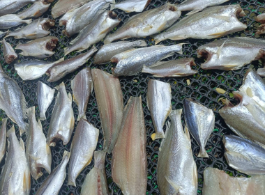 ลงพื้นที่ป่าชายเลนชุมชนบ้านโต๊ะบันบ้านโต๊ะบัน พารามิเตอร์รูปภาพ 5