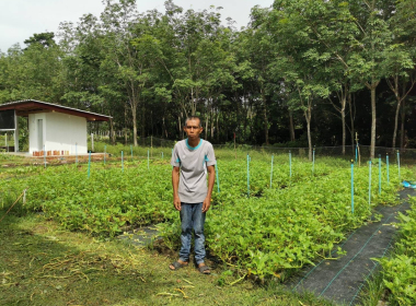 ติดตามการดำเนิน โครงการปลูกผักปลอดสารพิษ ... พารามิเตอร์รูปภาพ 3