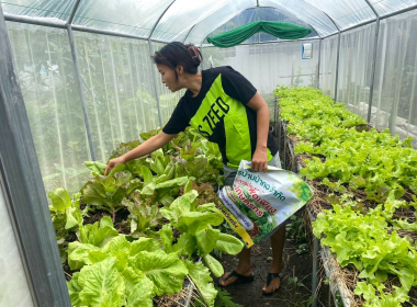 ติดตามการดำเนิน โครงการปลูกผักปลอดสารพิษ ... พารามิเตอร์รูปภาพ 7