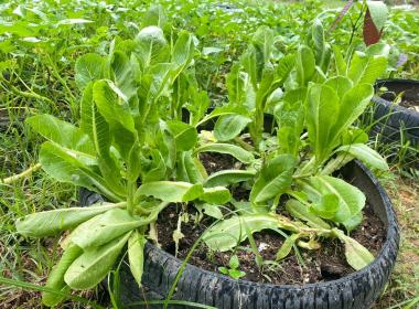 ติดตามการดำเนิน โครงการปลูกผักปลอดสารพิษ ... พารามิเตอร์รูปภาพ 9