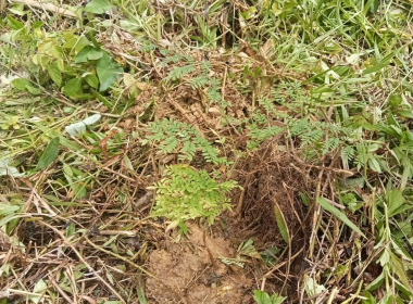 กิจกรรมจิตอาสาพัฒนา เนื่องในวันพระชนมพรรษา ... พารามิเตอร์รูปภาพ 1