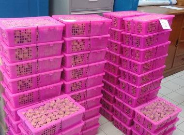 การช่วยเหลือสมาชิกสหกรณ์และเกษตรกร ผู้ปลูกลำไยภาคเหนือ ... พารามิเตอร์รูปภาพ 3