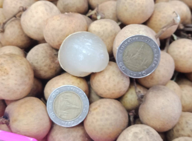 การช่วยเหลือสมาชิกสหกรณ์และเกษตรกร ผู้ปลูกลำไยภาคเหนือ ... พารามิเตอร์รูปภาพ 7