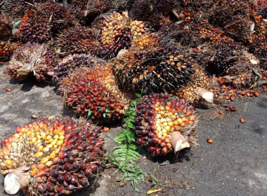 ติดตามโครงการยกระดับสถาบันเกษตรกรให้เป็นผู้ประกอบการธุรกิจเกษตร ปีงบประมาณ พ.ศ. 2568 ของสหกรณ์กองทุนสวนยางหนองบัว จำกัด ... พารามิเตอร์รูปภาพ 4