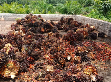 ติดตามโครงการยกระดับสถาบันเกษตรกรให้เป็นผู้ประกอบการธุรกิจเกษตร ปีงบประมาณ พ.ศ. 2568 ของสหกรณ์กองทุนสวนยางหนองบัว จำกัด ... พารามิเตอร์รูปภาพ 5