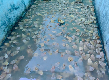 ดตามการดำเนินโครงการเลี้ยงกบเพื่อส่งเสริมอาชีพสมาชิกของสหกรณ์กองทุนสวนยางวังคีรี จำกัด ... พารามิเตอร์รูปภาพ 7