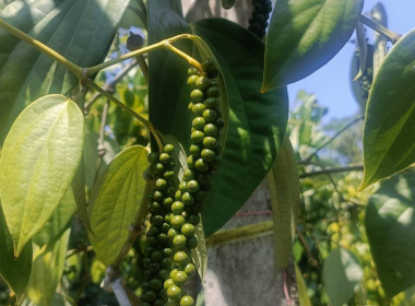 ลงพื้นที่ตรวจประเมินแปลงปลูกพริกไทยพันธุ์ปะเหลียน ของเกษตรกร พารามิเตอร์รูปภาพ 1