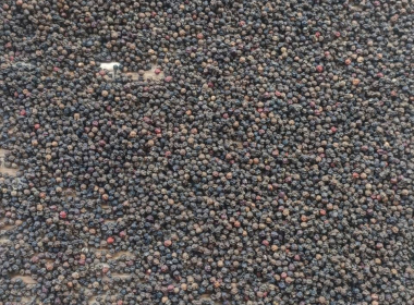 ลงพื้นที่ตรวจประเมินแปลงปลูกพริกไทยพันธุ์ปะเหลียน ของเกษตรกร พารามิเตอร์รูปภาพ 2