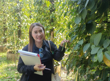 ลงพื้นที่ตรวจประเมินแปลงปลูกพริกไทยพันธุ์ปะเหลียน ของเกษตรกร พารามิเตอร์รูปภาพ 3