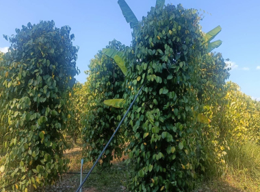 ลงพื้นที่ตรวจประเมินแปลงปลูกพริกไทยพันธุ์ปะเหลียน ของเกษตรกร พารามิเตอร์รูปภาพ 11