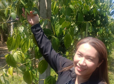 ลงพื้นที่ตรวจประเมินแปลงปลูกพริกไทยพันธุ์ปะเหลียน ของเกษตรกร พารามิเตอร์รูปภาพ 13