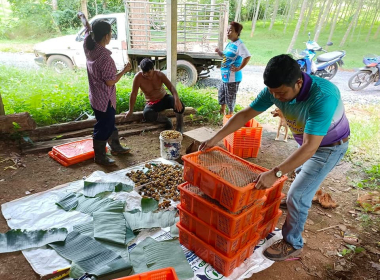 ตรวจเยี่ยมจุดรวบรวมผลไม้ ลองกอง ... พารามิเตอร์รูปภาพ 5